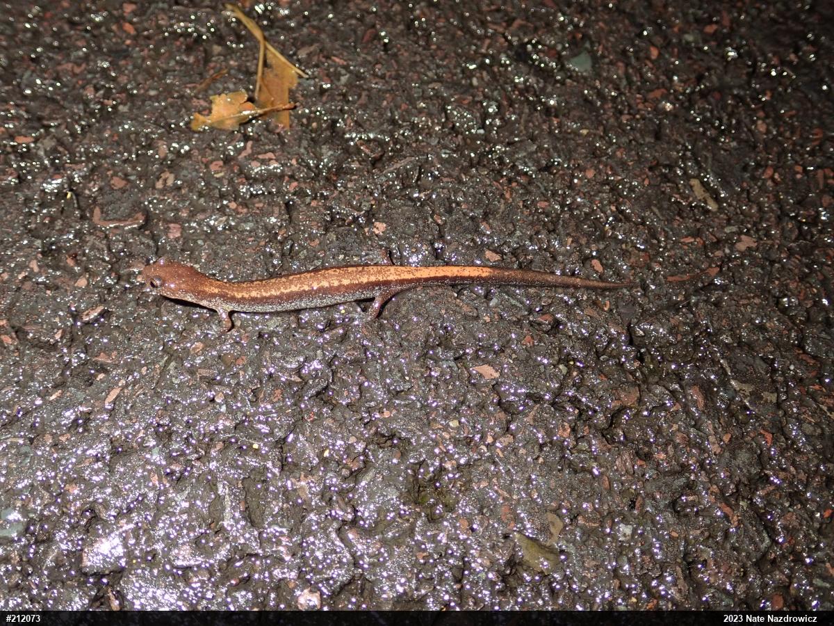 Eastern Red-backed  Salamander