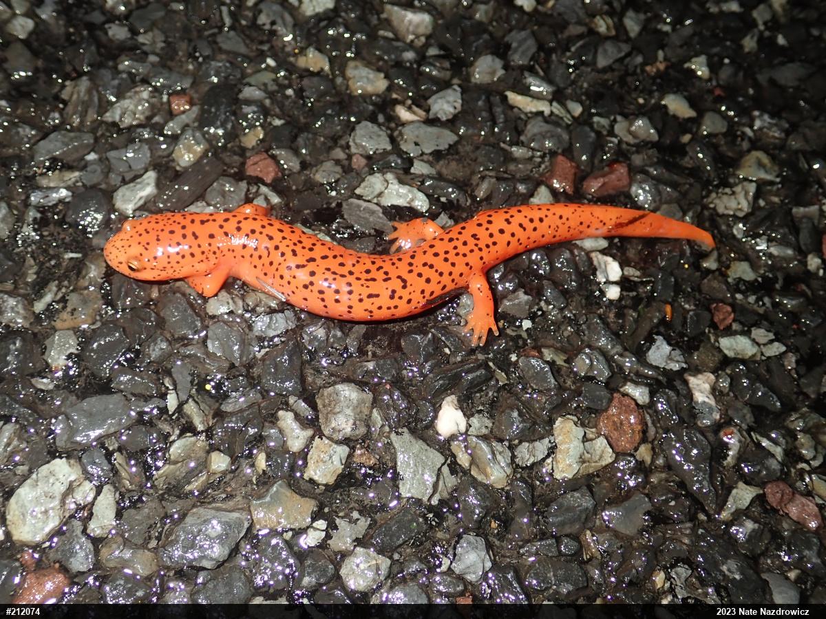 Northern Red Salamander