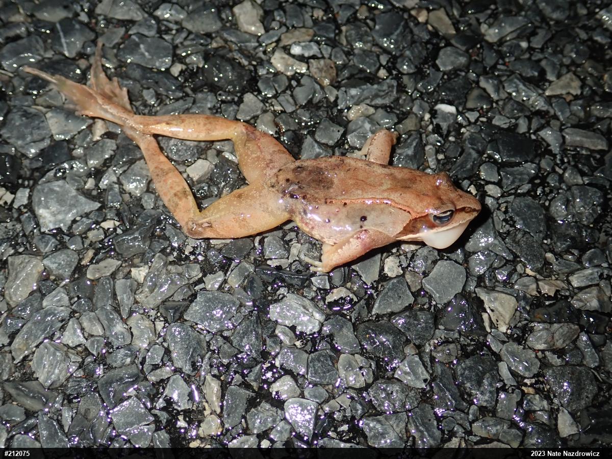 Wood Frog