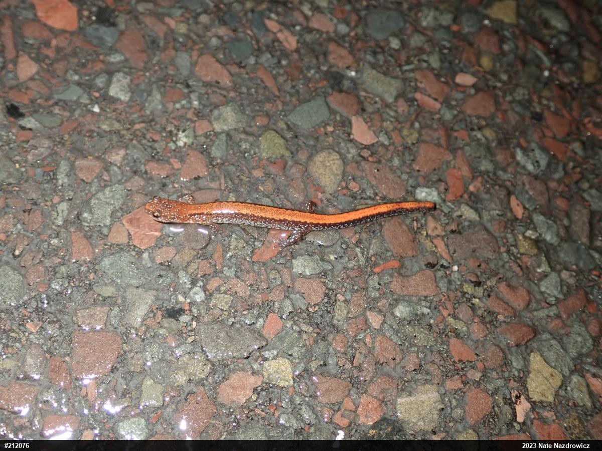 Eastern Red-backed  Salamander