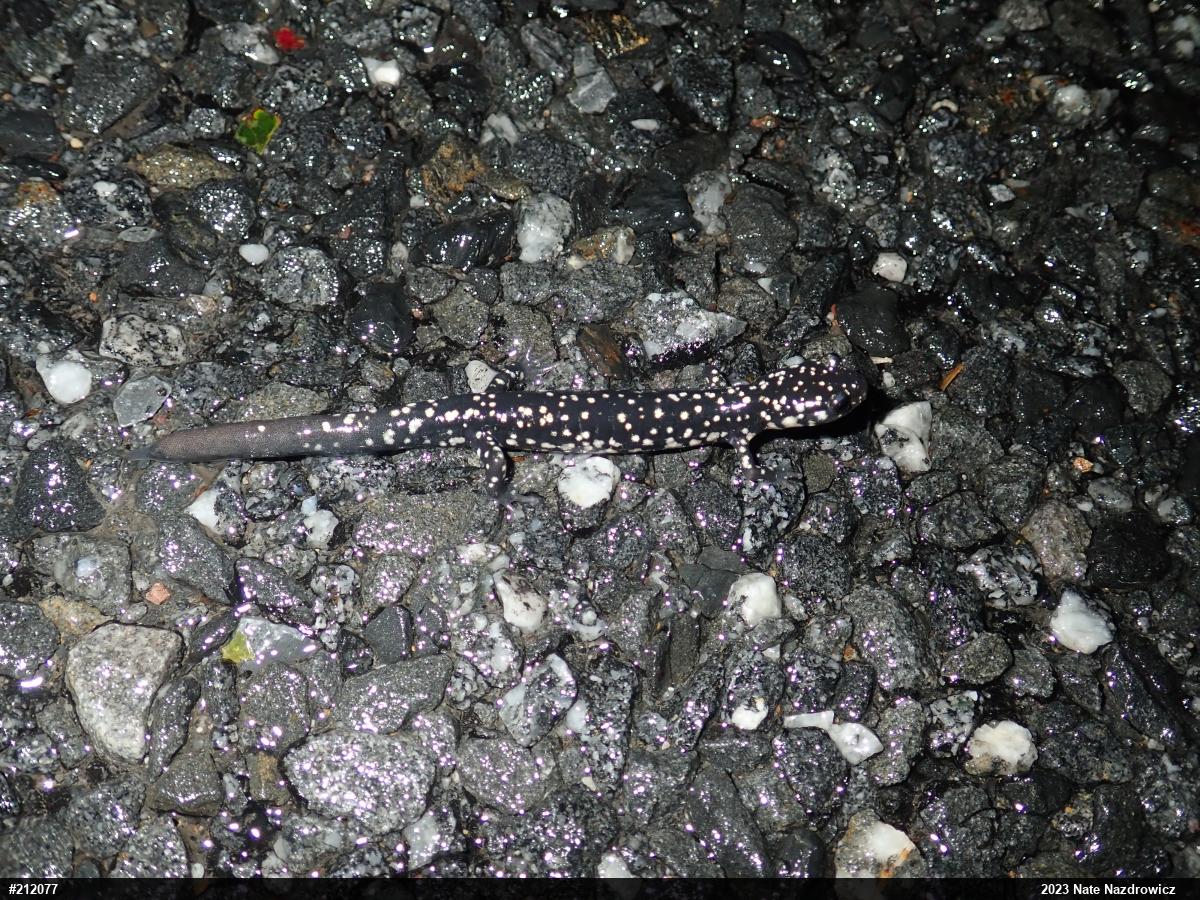Northern Slimy Salamander