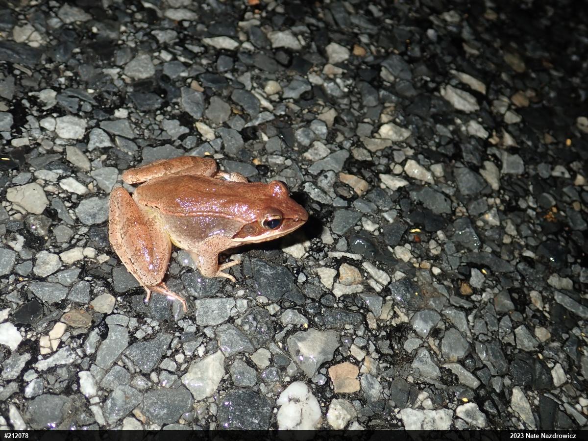 Wood Frog