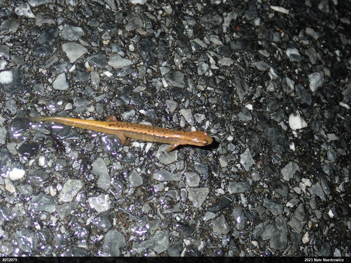 Northern Two-lined Salamander