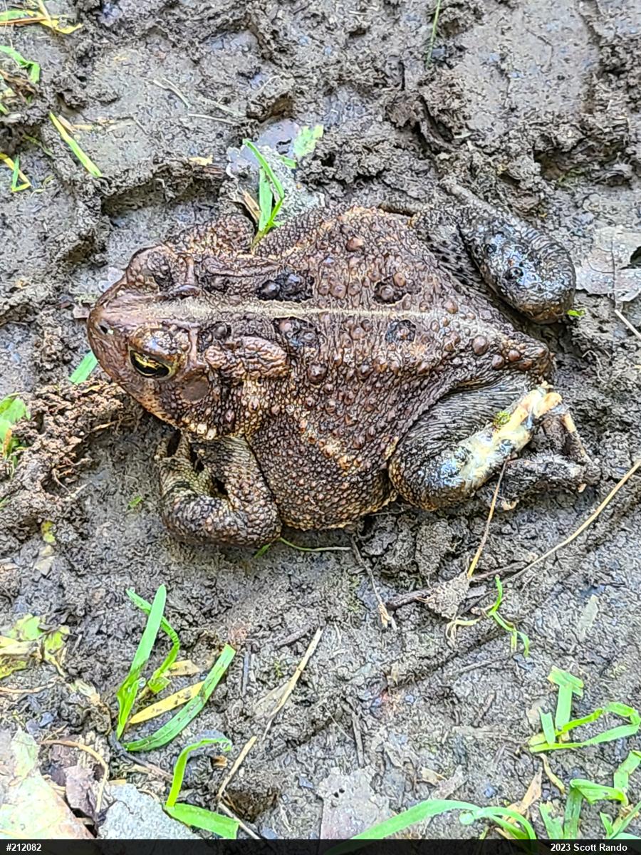 Eastern American Toad