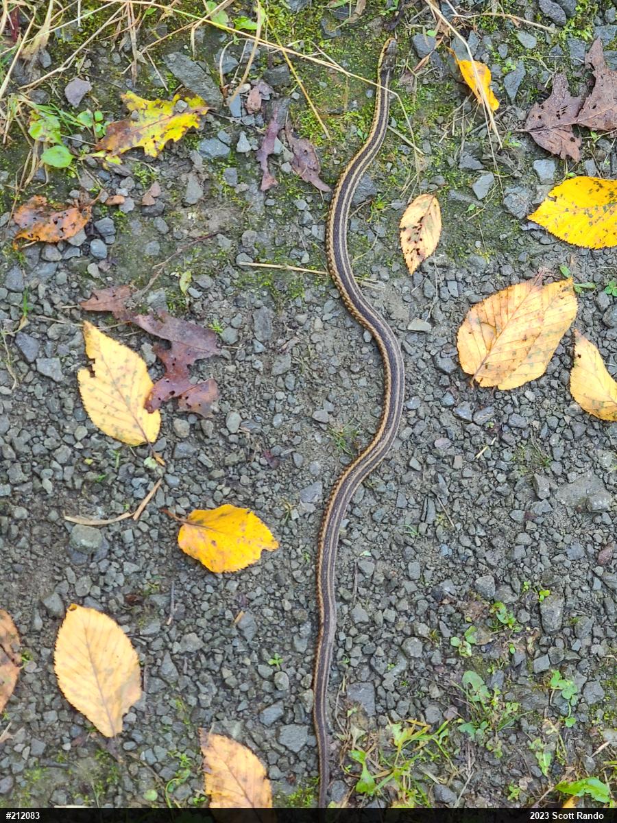 Eastern Gartersnake