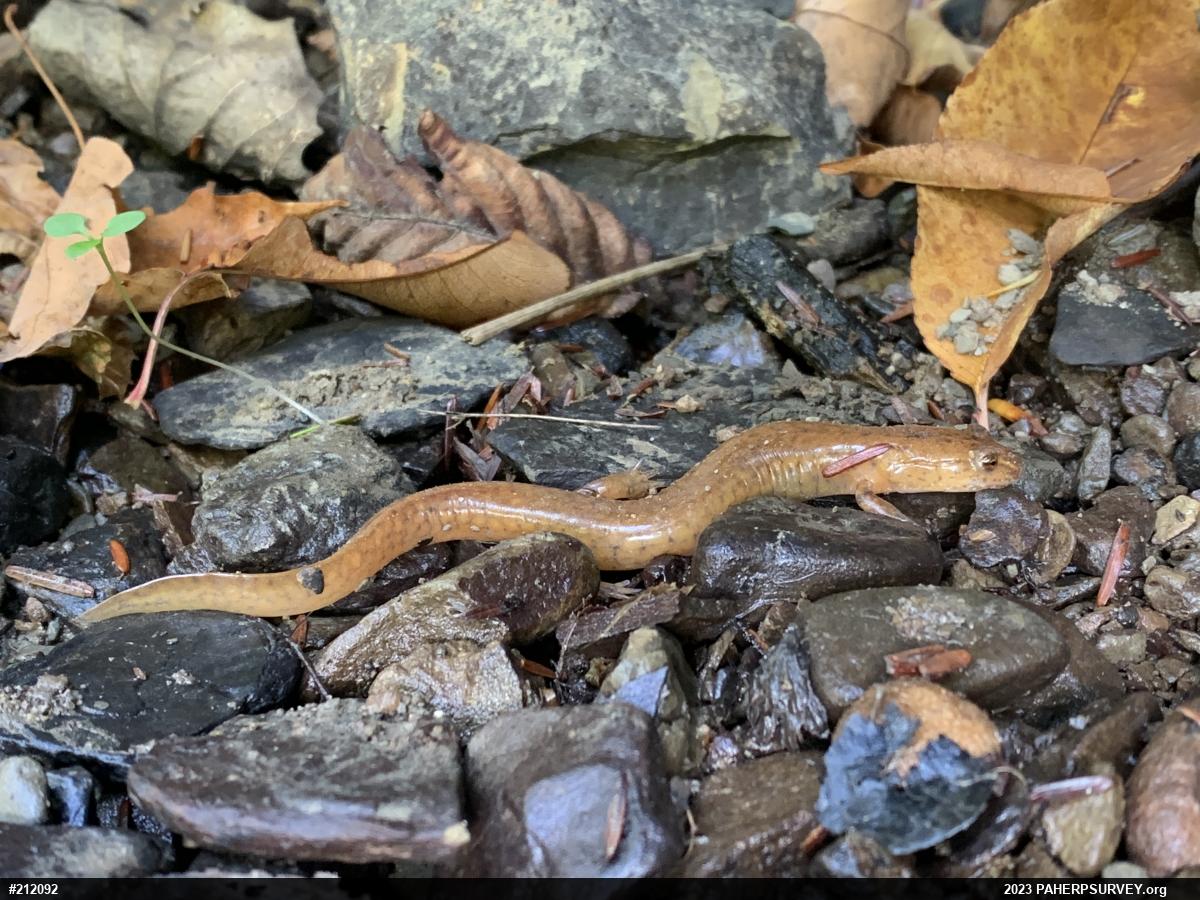 Northern Spring Salamander