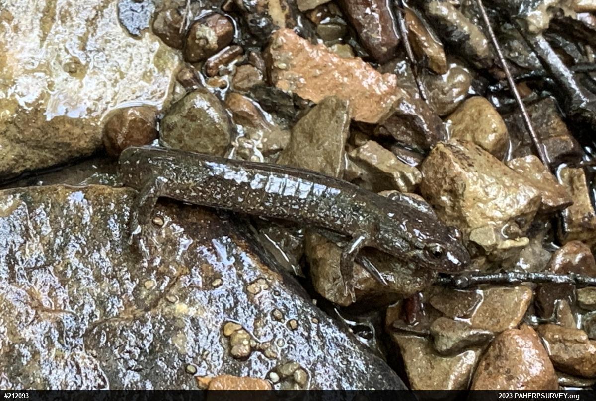 Northern Dusky Salamander