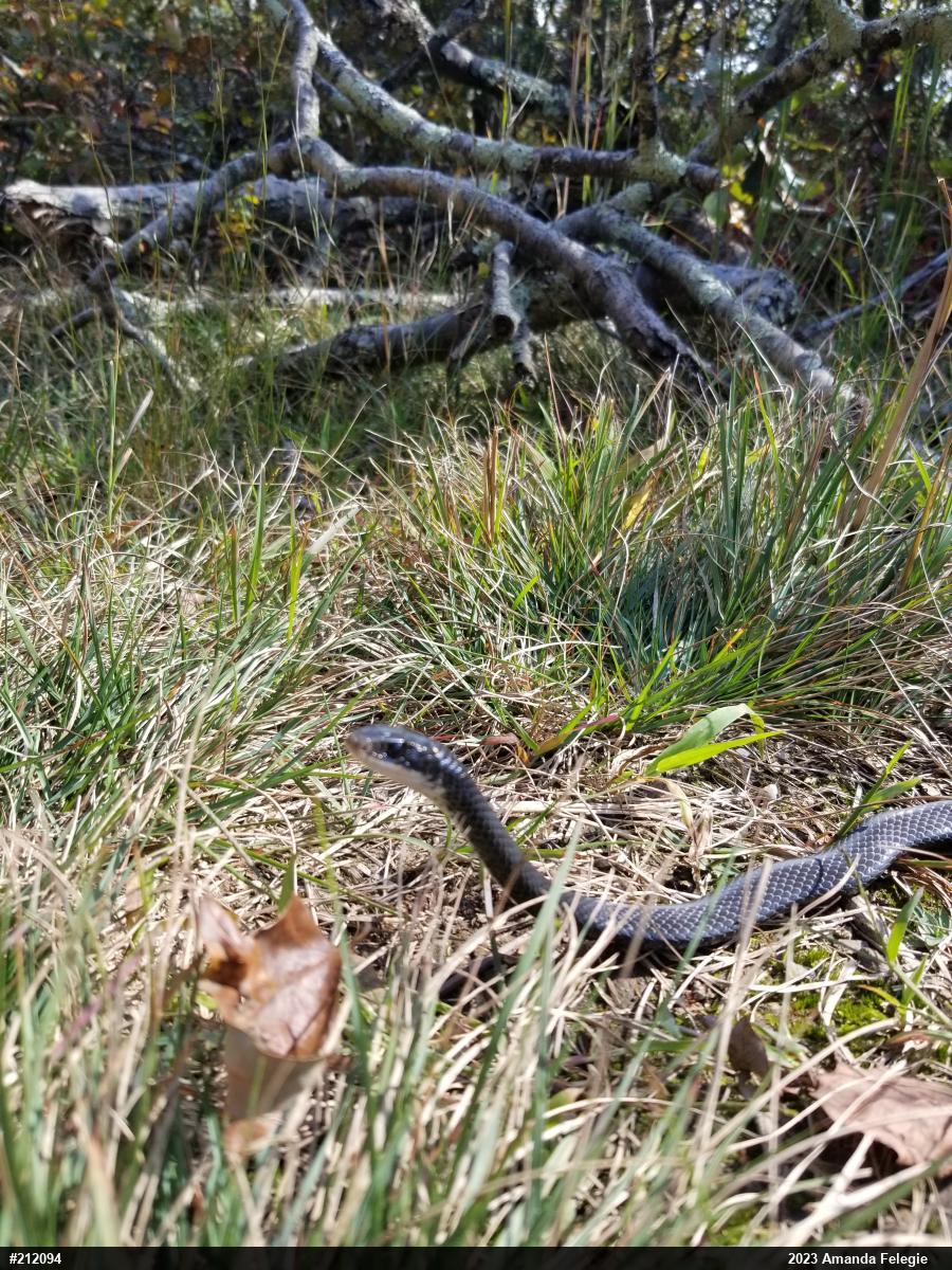 Northern Black Racer