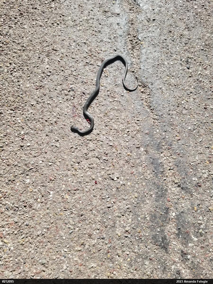Northern Black Racer
