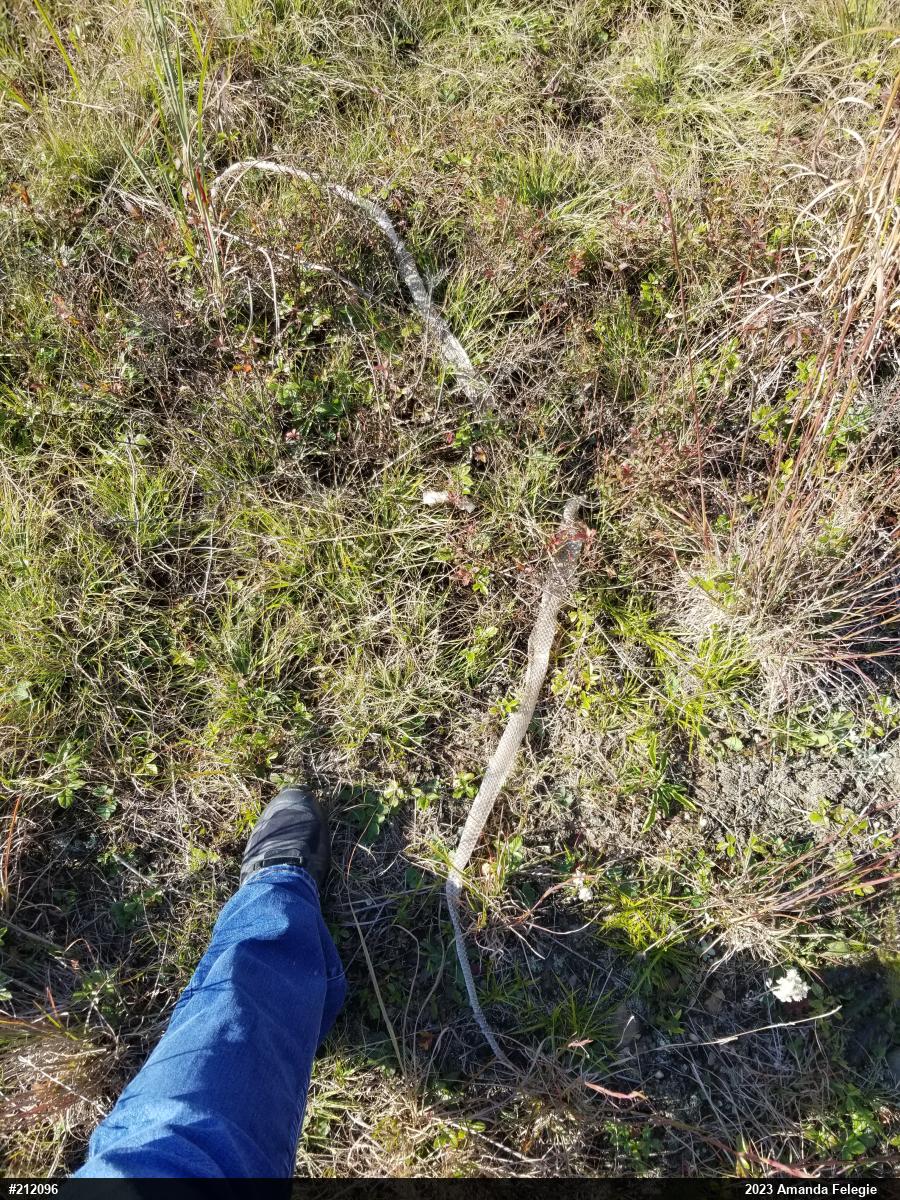 Northern Black Racer