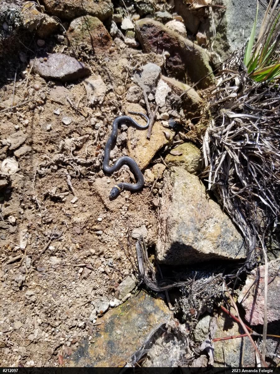 Northern Ring-necked Snake