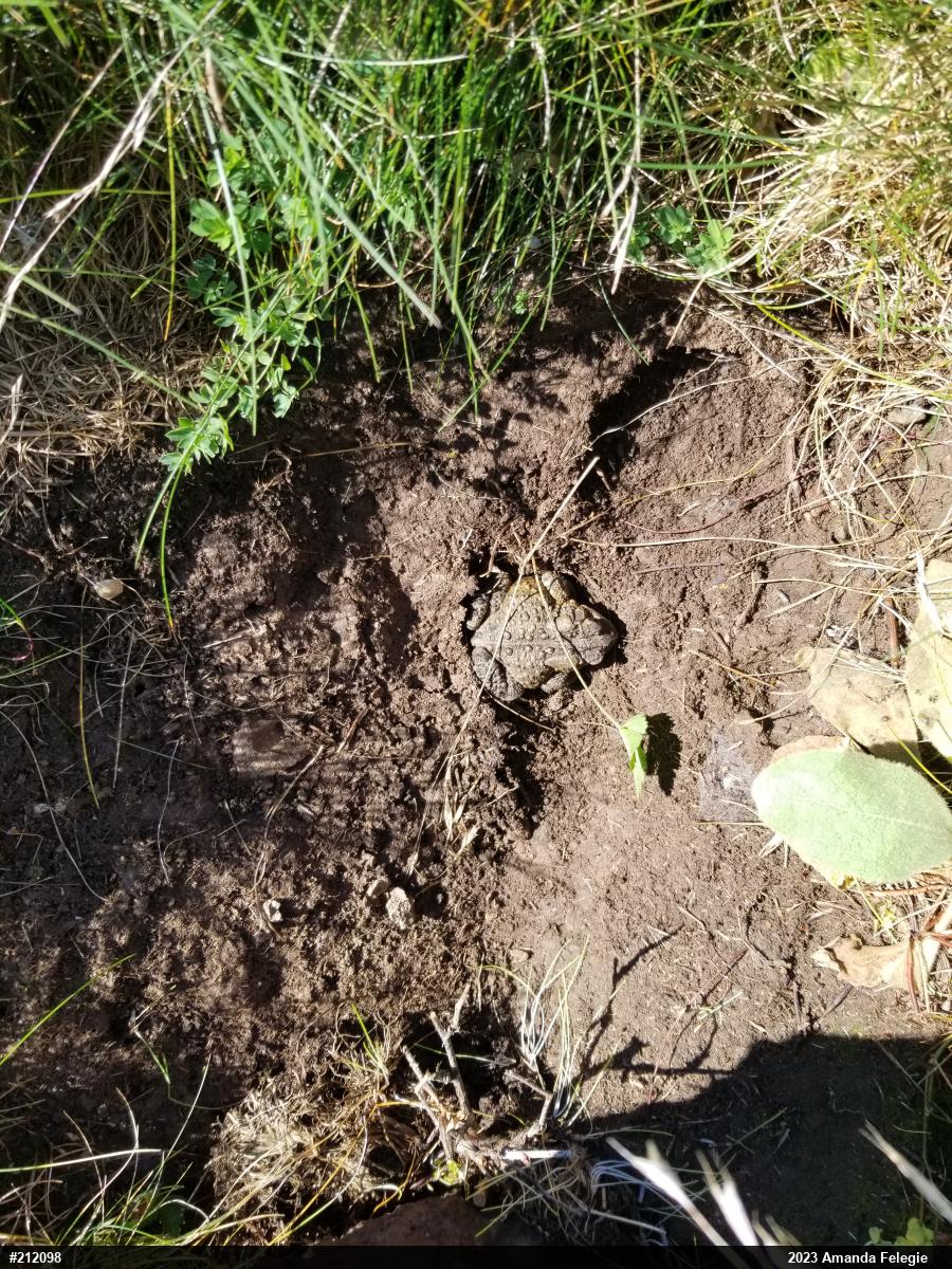 Eastern American Toad