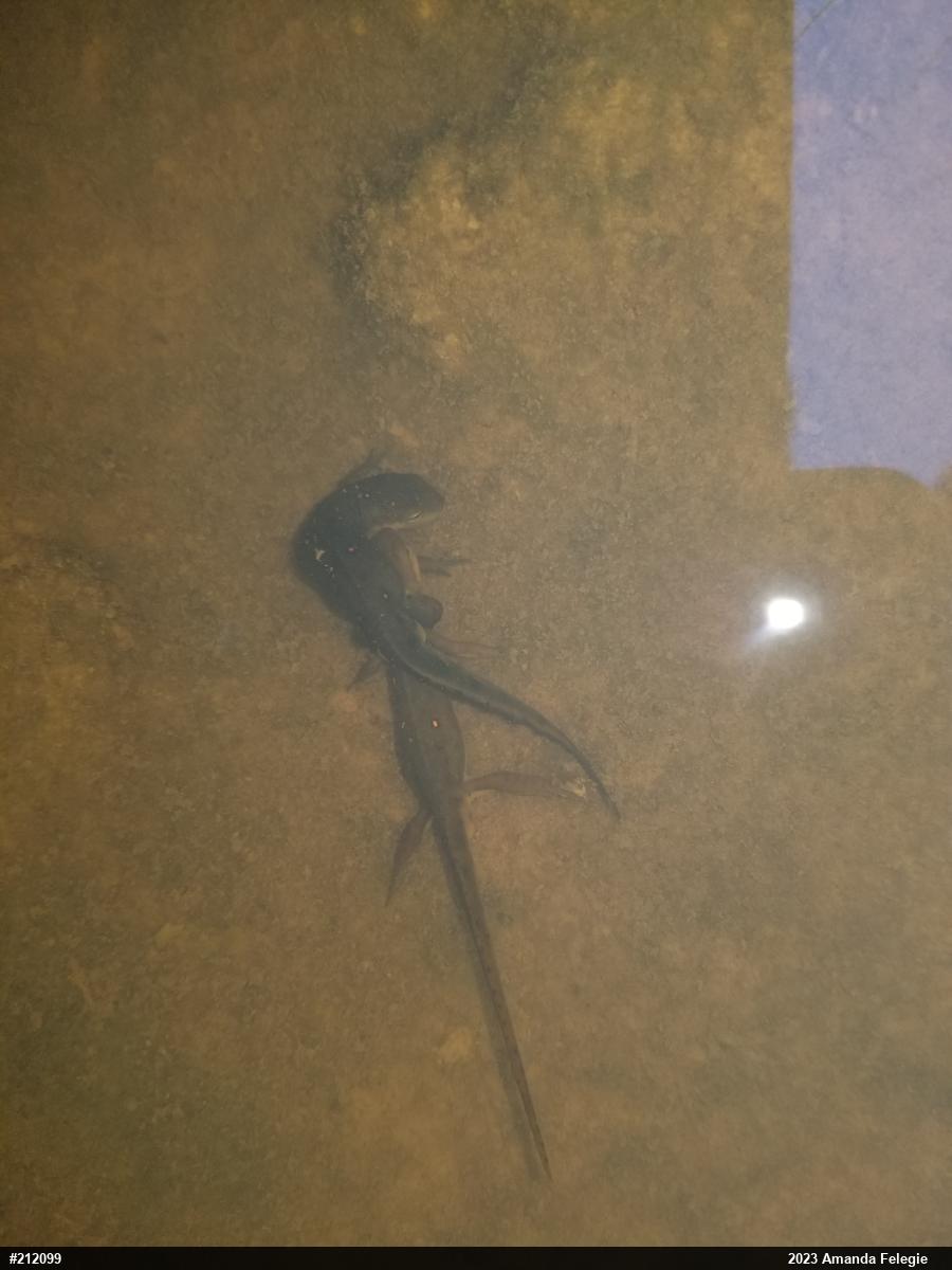 Red-spotted Newt