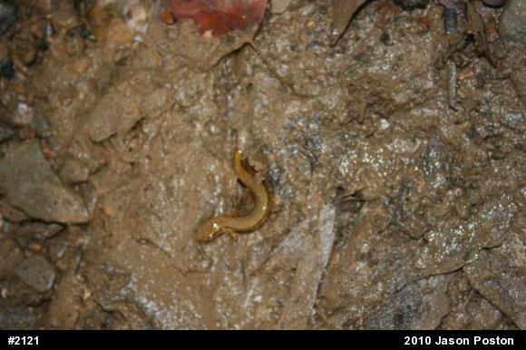 Northern Two-lined Salamander