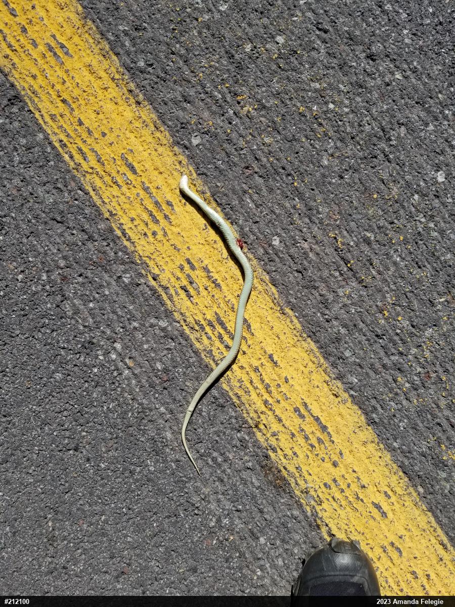 Eastern Gartersnake