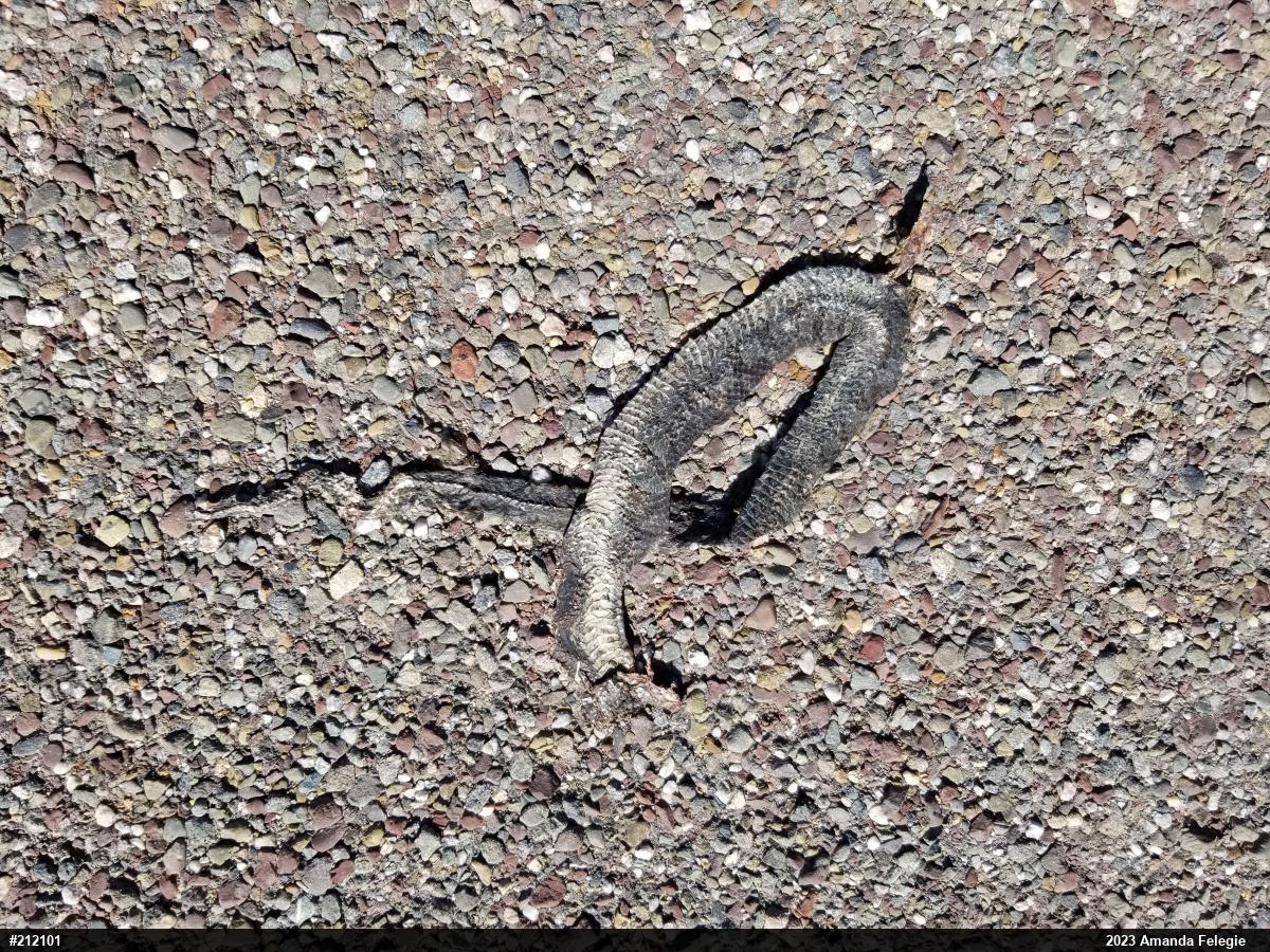 Northern Watersnake