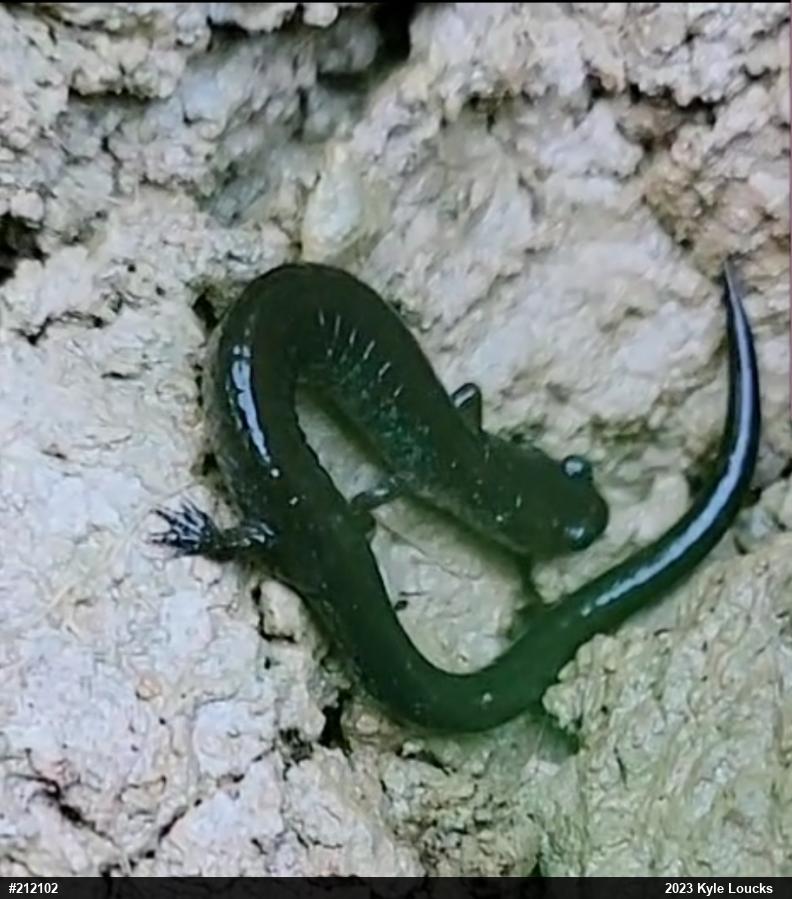 Eastern Red-backed  Salamander
