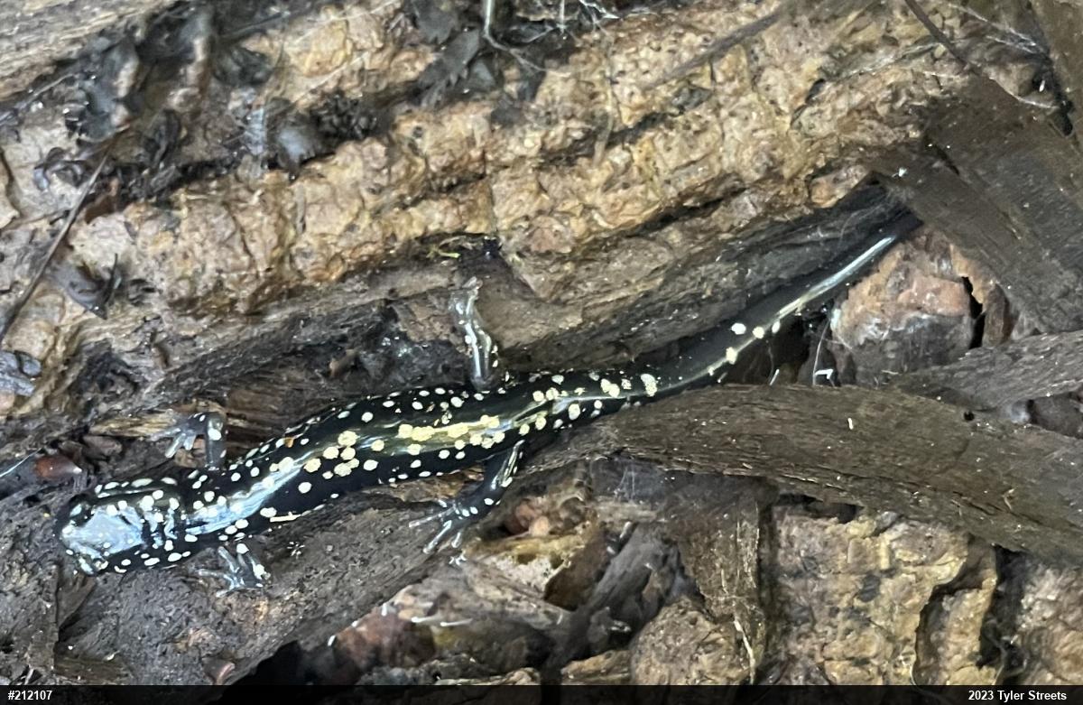 Northern Slimy Salamander