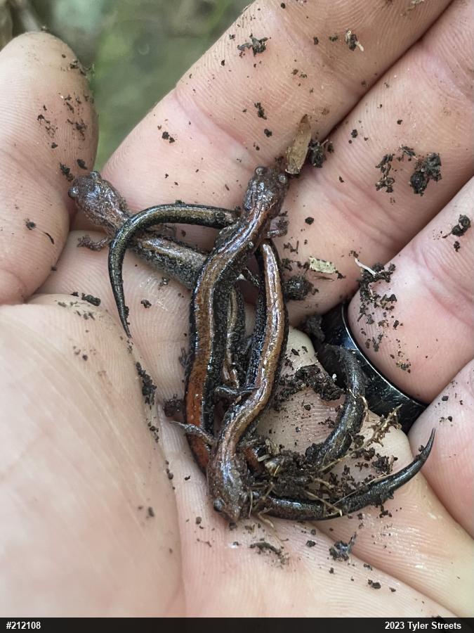 Eastern Red-backed  Salamander