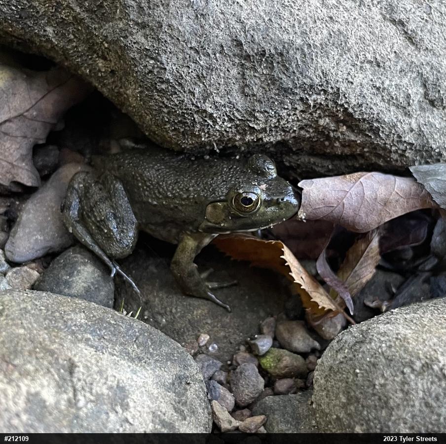 American Bullfrog