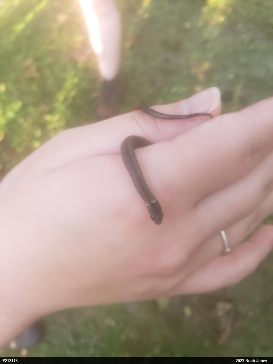 Red-bellied Snake