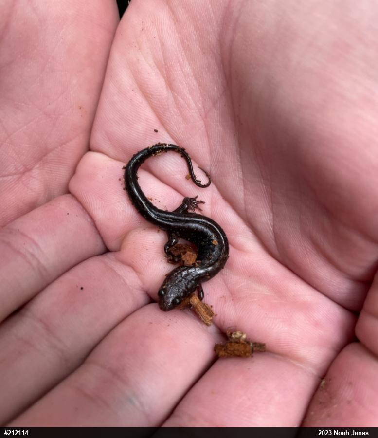 Allegheny Mountain Dusky Salamander