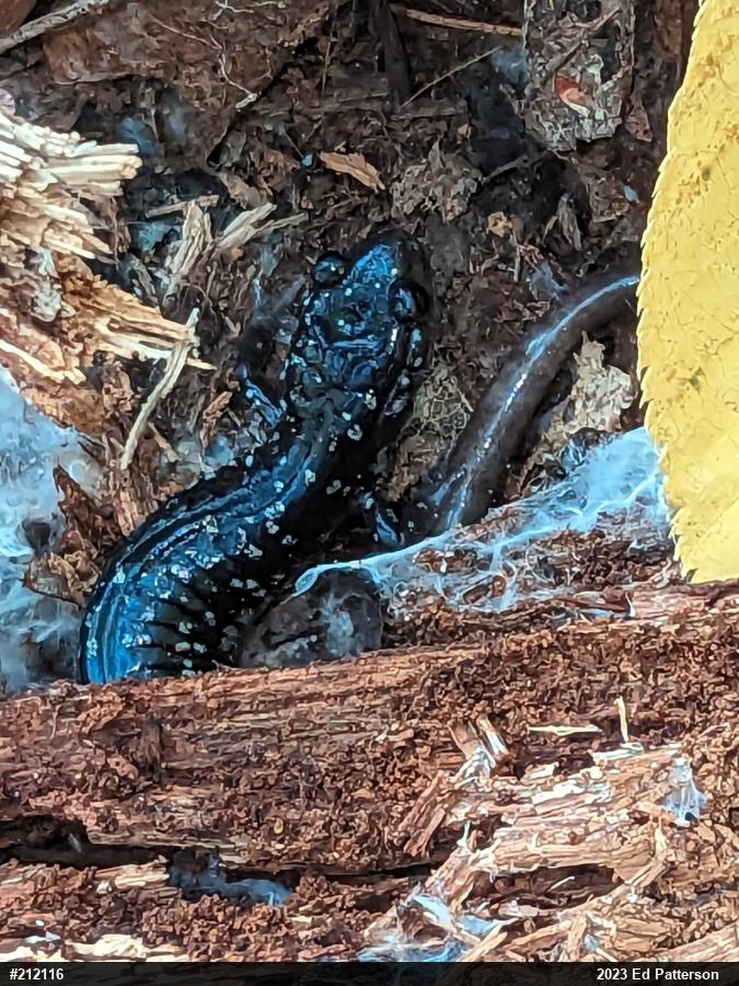 Northern Slimy Salamander