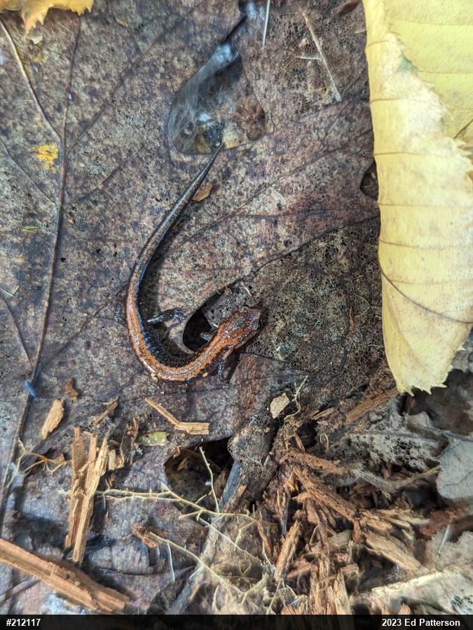 Eastern Red-backed  Salamander