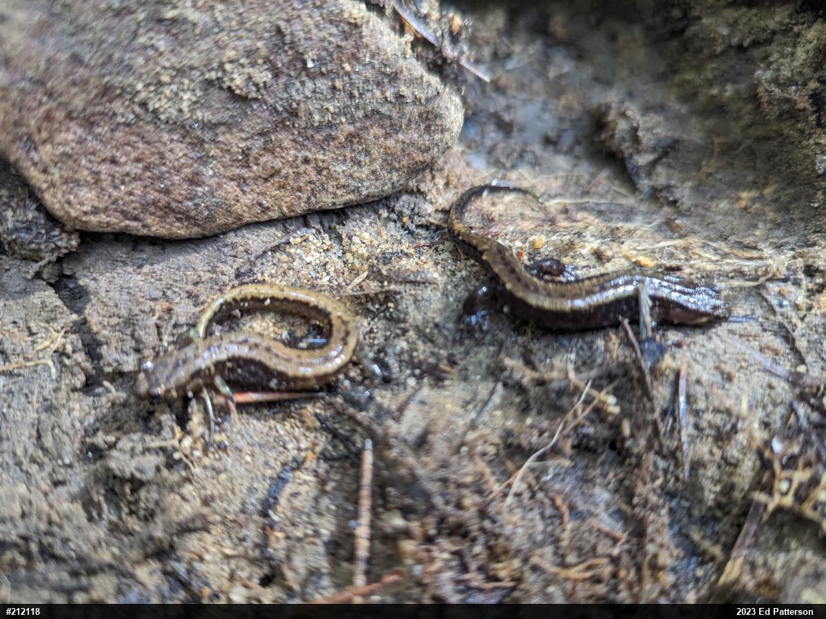 Allegheny Mountain Dusky Salamander
