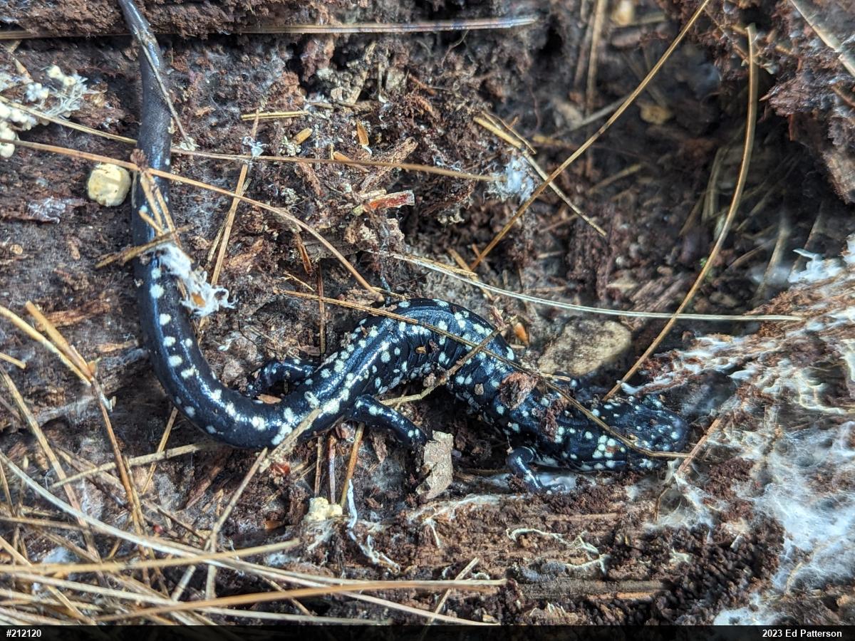 Northern Slimy Salamander