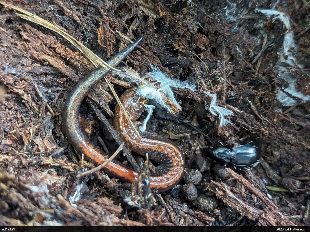 Eastern Red-backed  Salamander