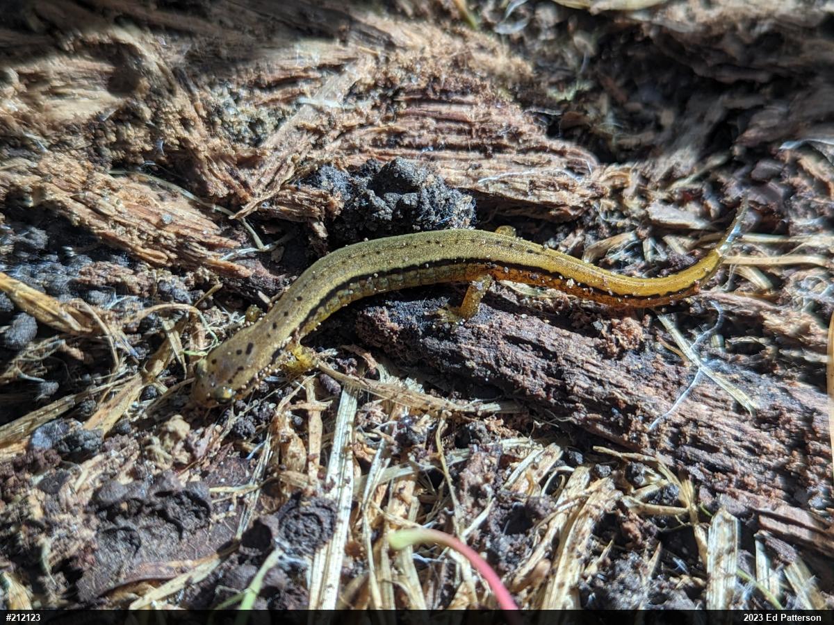 Northern Two-lined Salamander