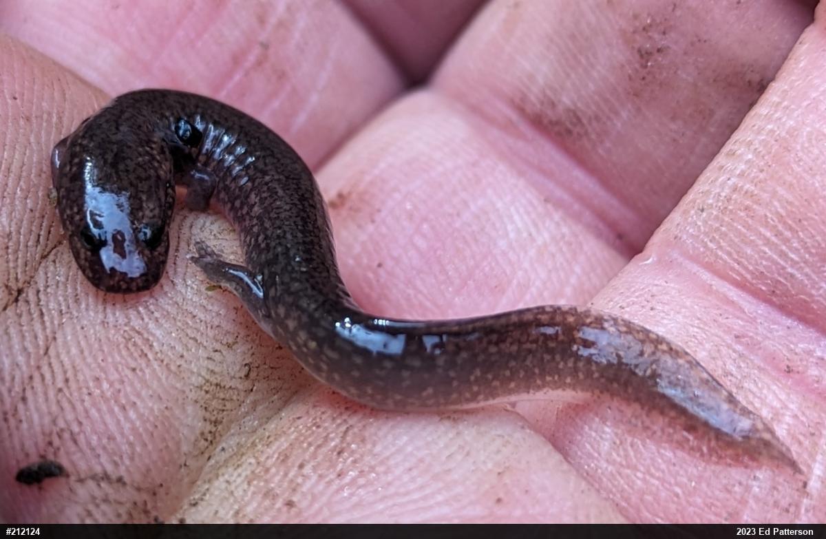 Northern Spring Salamander