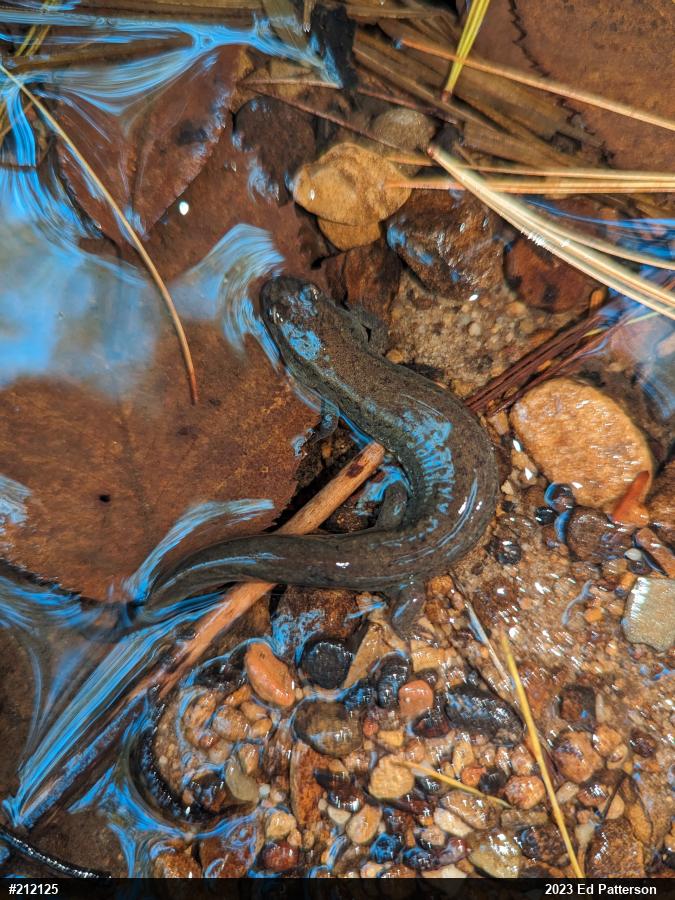 Northern Dusky Salamander