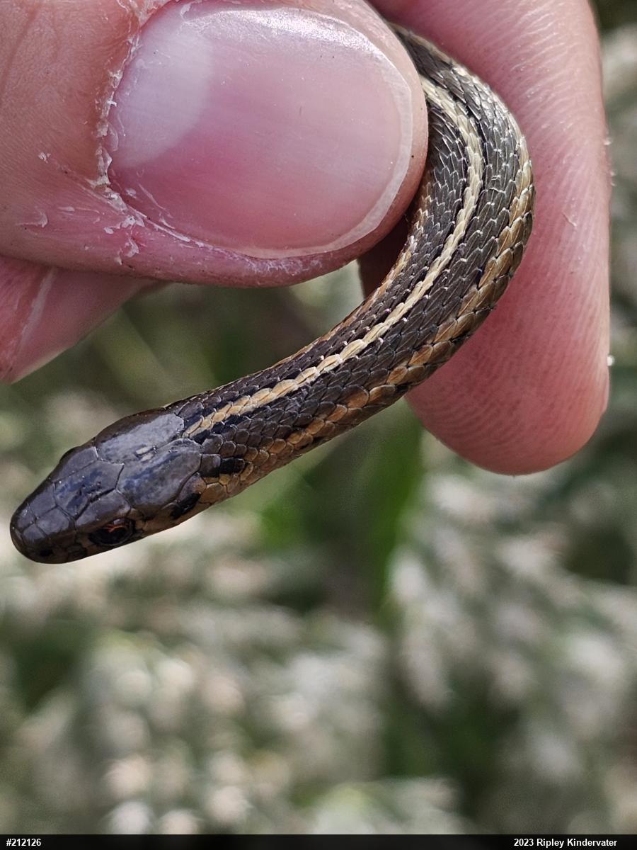 Shorthead Gartersnake
