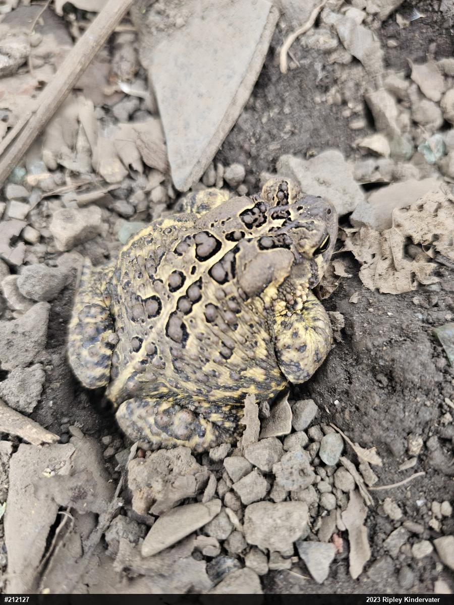 Eastern American Toad