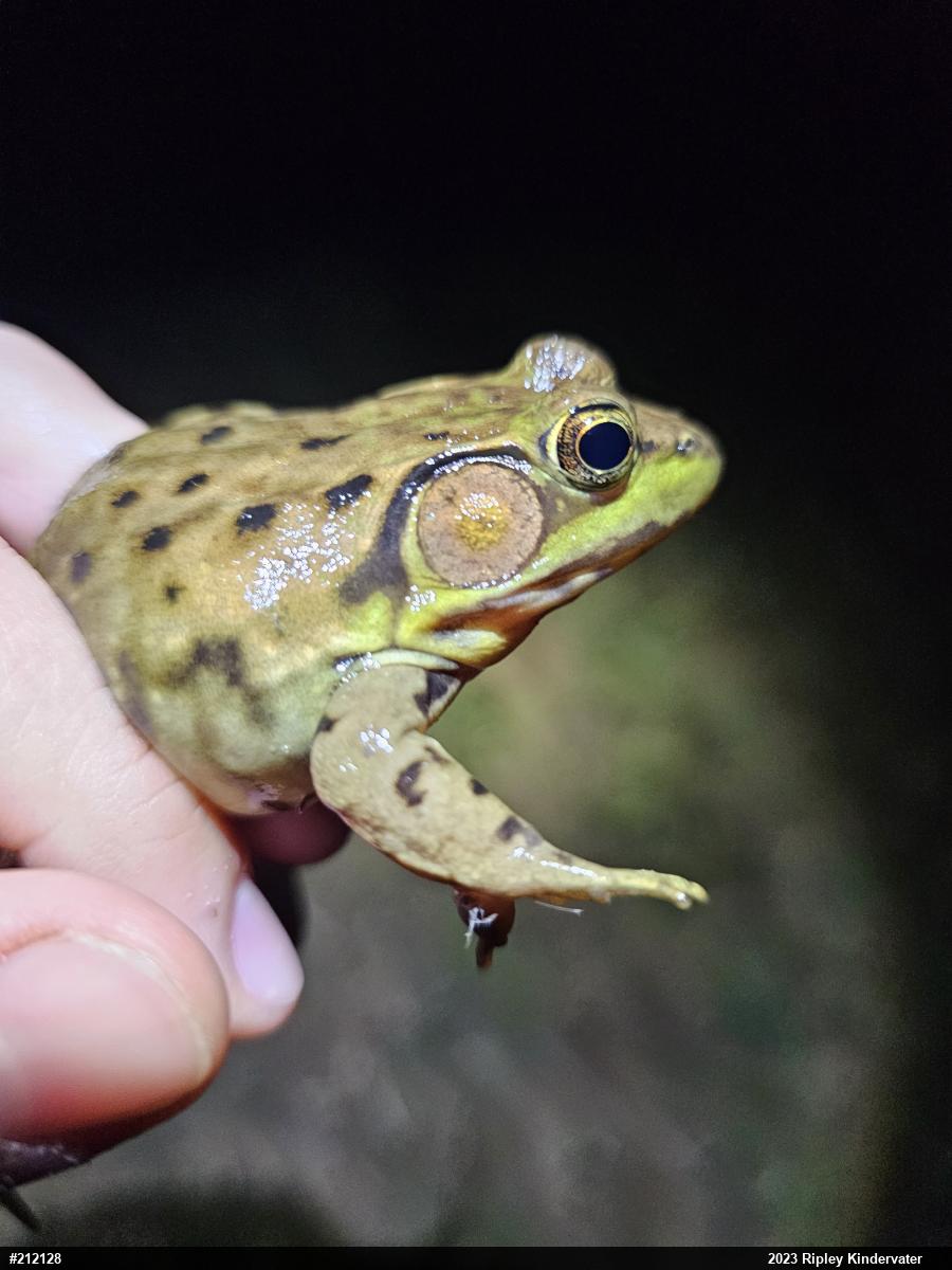 Green Frog