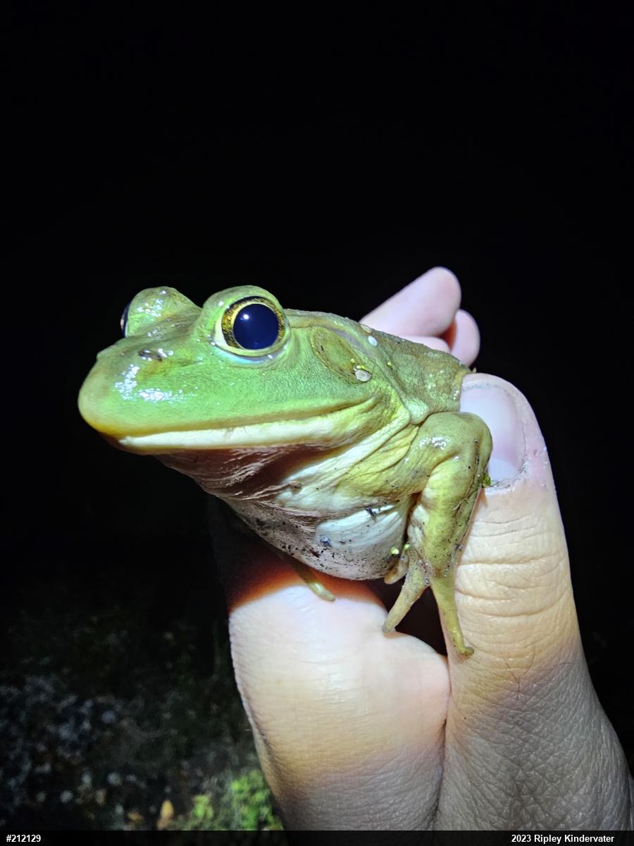 American Bullfrog