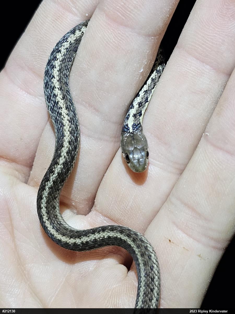 Eastern Gartersnake