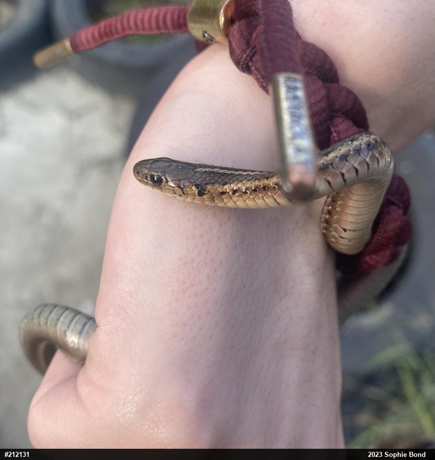 Shorthead Gartersnake
