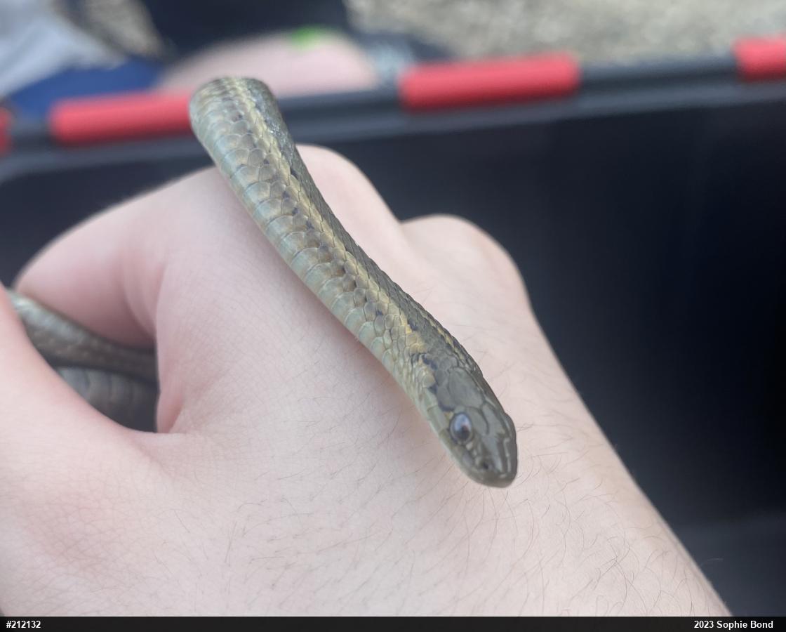 Shorthead Gartersnake