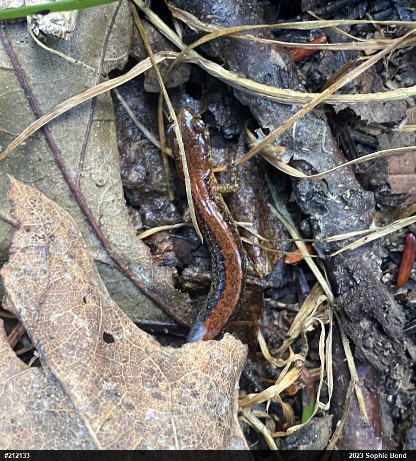 Eastern Red-backed  Salamander