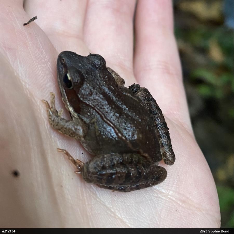 Wood Frog