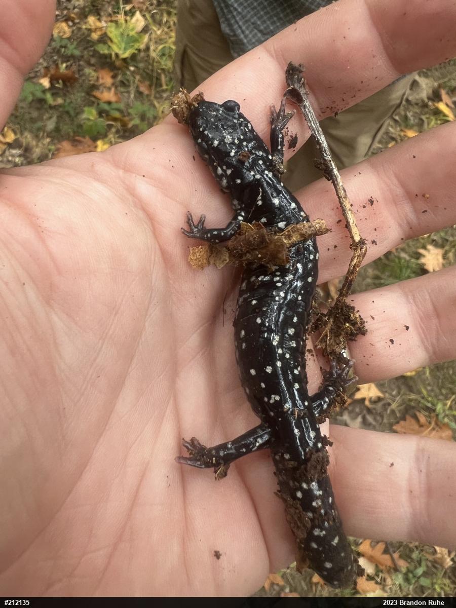 Northern Slimy Salamander