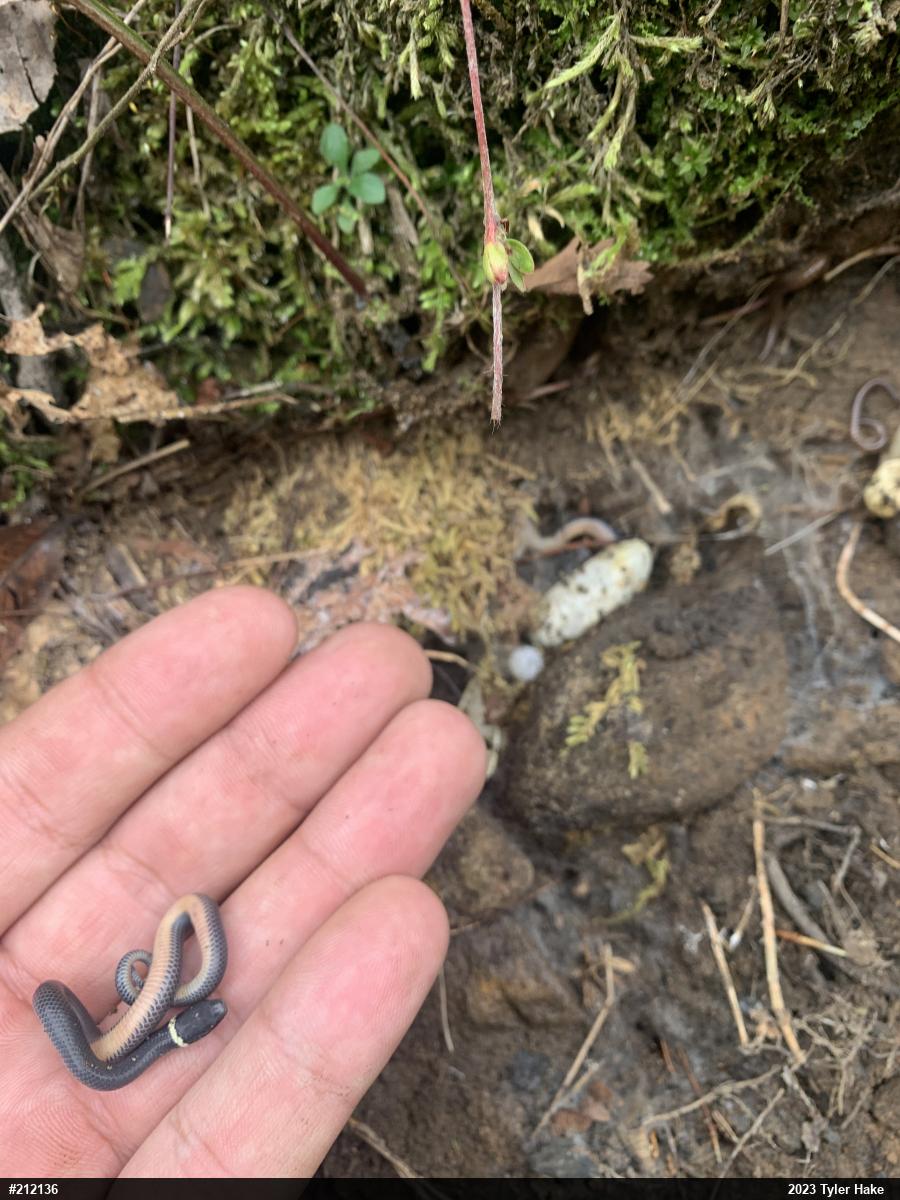 Northern Ring-necked Snake
