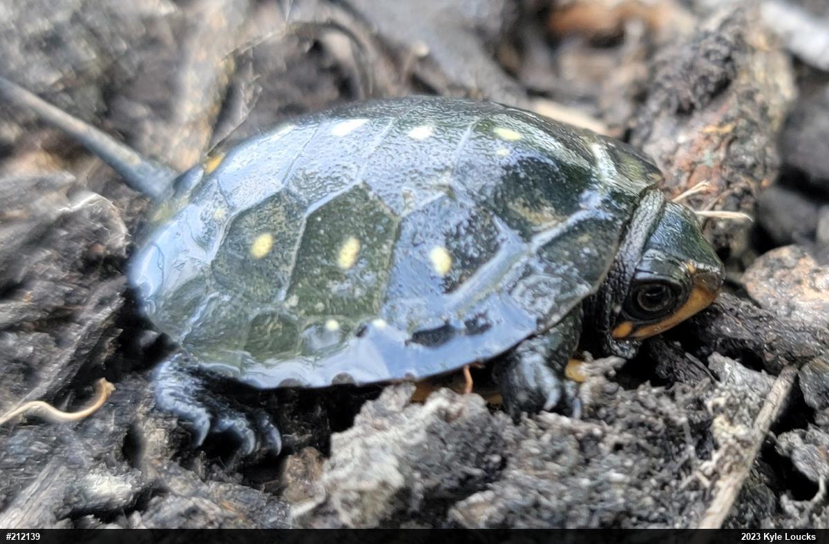 Spotted Turtle