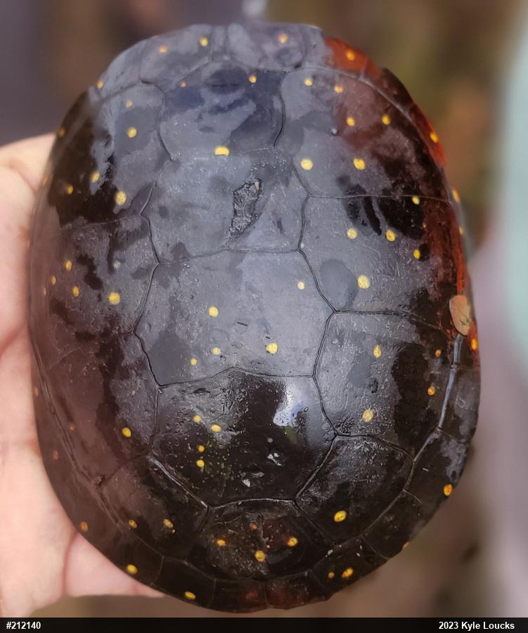 Spotted Turtle