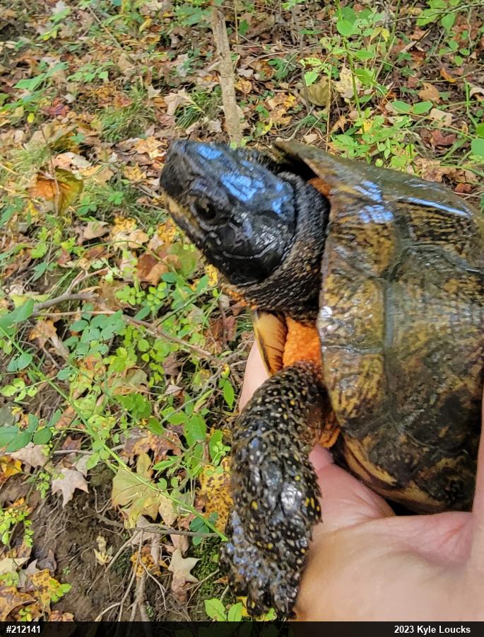 Wood Turtle