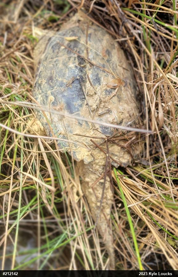 Snapping Turtle