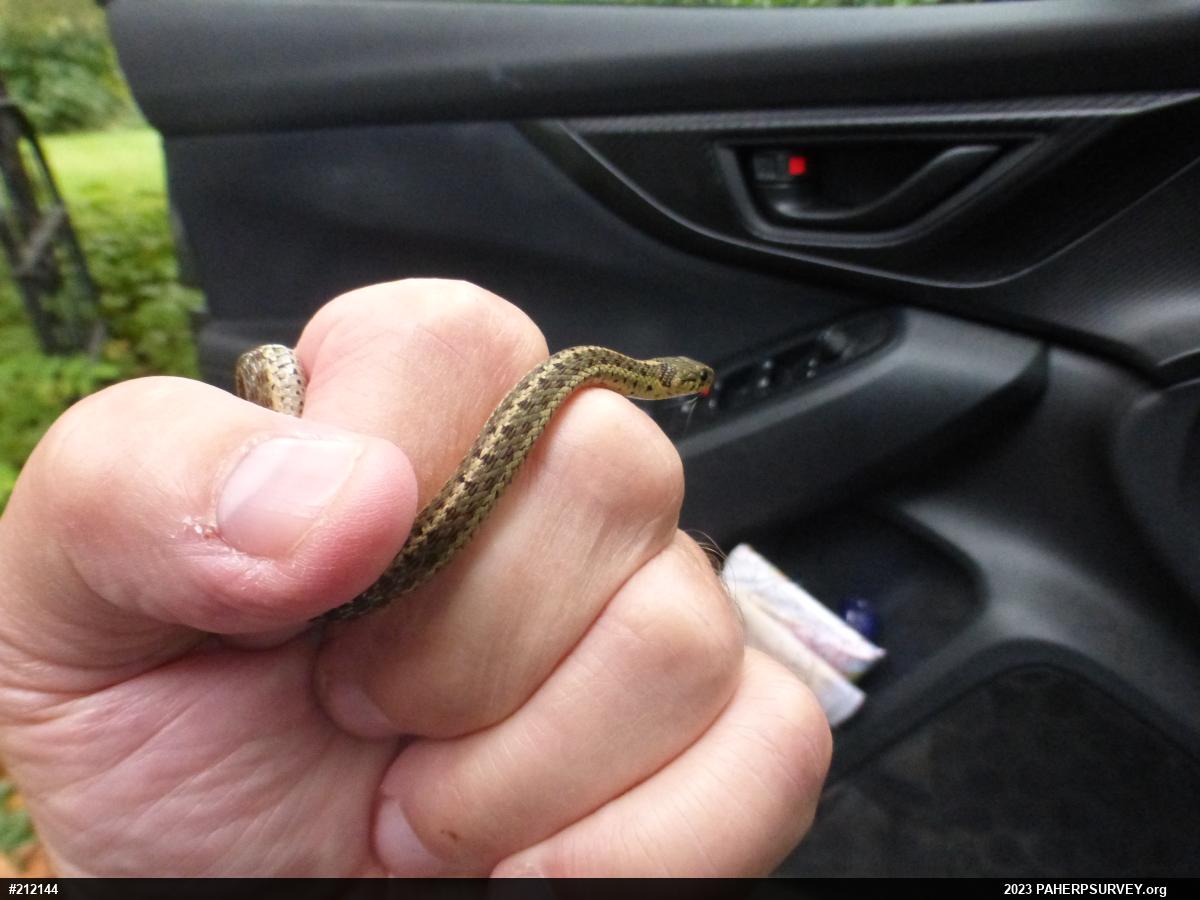 Eastern Gartersnake